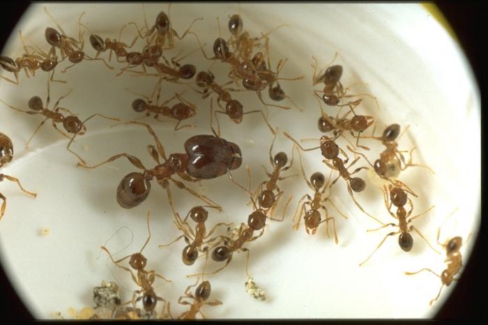 Pheidole megacephala